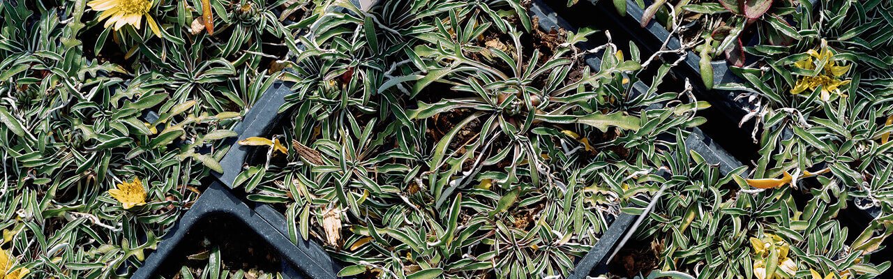plant-nursery-12